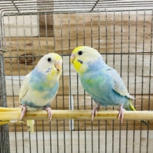 見ているだけでも癒されます♪セキセイインコペア♡