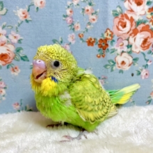 セキセイインコ  グリーンスパングル  🌿*｡  2/18