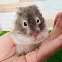 モサ可愛♡セーブルハムスター入舎ですよ！