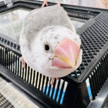 ごま塩カラー⁉︎特徴的な色！白文鳥のヒナ入舎です☆