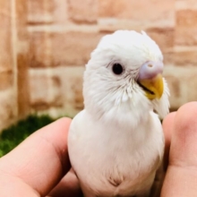 可愛いアルビノちゃん在舎してます　セキセイインコ　Ｒ５　２／１撮影
