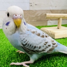 愛称はチョコミント♪シナモンオパーリンのセキセイインコ☆