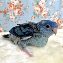 サザナミインコ  コバルト   💙🫐*.+ﾟ  2/18