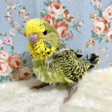 ジャンボセキセイインコ  ノーマル系オリーブグリーン   🍀🍋🫒 .*゜  2/11