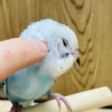 もうすぐひとり餌！セキセイインコ(オパーリン)