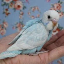 最高に綺麗なお空色💙🤍手乗りセキセイインコ(スパングル)