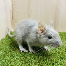 つやつやデグー‼️ おっとり顔さん？　デグー　シルバー