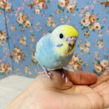 大きなクリクリおめめ💙人気のレインボーカラーです💛💙