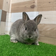 むぎゅっとした♡ネザーランドドワーフラビット