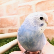 空色カラー　セキセイインコ　オパーリン　Ｒ５　２／７撮影