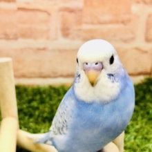 ヒナ餌卒業したばっかです　セキセイインコ　Ｒ５　２／１撮影