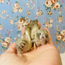 上尾店生まれの✨キンカチョウ(色変わり)ヒナちゃんです❤︎❤︎