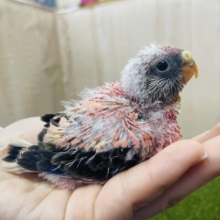 お久しぶりのピンクの鳥さん💓　ローズ秋草インコ