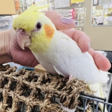 カキカキだぁいすき♡オカメインコのルチノー！