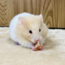 元気いっぱい赤目のハムちゃん🐹長毛ハムスター(女の子)
