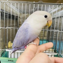 かまってちゃん💓最新画像になりますよ‼️さわやか〜魅惑のブルーカラー✨　コザクラインコ　ブルーバイオレットシナモンオパーリン