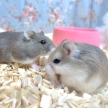ロボロフスキーハムスター🐹🐭  入舎しました✨   2/26