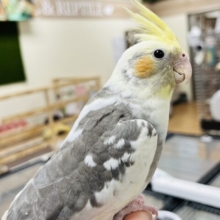 ツンデレオカメはいかがですか？💗オカメインコ(パイド)