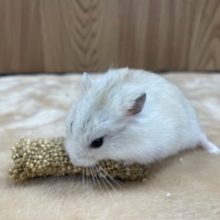 むちむちプリン🍮イエロープディングハムスター(男の子)
