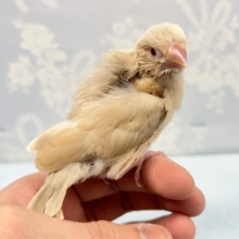 人気カラー🌟シナモン文鳥  2023年1月生まれ
