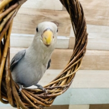 手乗りもできちゃう甘えん坊！コザクラインコのモーブ！