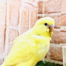 真っ黄色　まぶしいー　セキセイインコ　Ｒ５　２／１６撮影