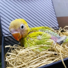 鮮やかです！元気いっぱいヤマブキボタンインコ♪