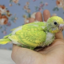 鮮緑💚明るく鮮やかなお色の手乗りセキセイインコさんです💛