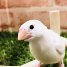 人気の文鳥です　白文鳥　Ｒ５　２／１撮影