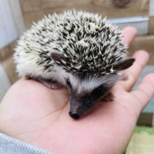 ふれあいのできちゃう女の子！ハリネズミのノーマル！