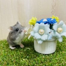 お花とツーショット姿がたまらない🌼ロボロフスキー　ブルー　男の子