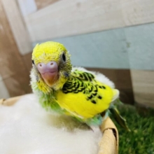 元気いっぱいな明るめカラー！セキセイインコのパイド！