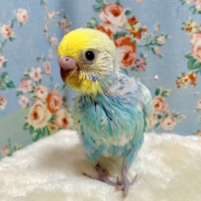 セキセイインコ  パステルレインボースパングル  💠✨✧*｡   2/26