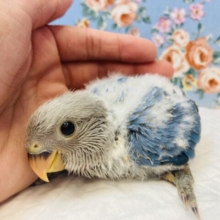 明るいブルー💙激かわコザクラインコ(ブルーオパーリン)ヒナちゃん💙