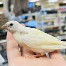 【最新画像更新🪄】将来のカラーが楽しみで仕方ない♡コキンチョウ ヒナ