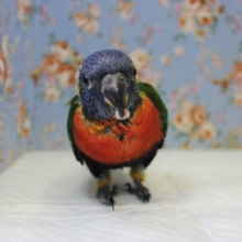 心弾むかわいいクリスマスカラー🎄❤️ゴシキセイガイインコ ヒナちゃん❤️