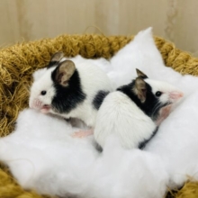 パンダのおチビマウス🐭　パンダマウス