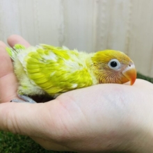 イエローが眩しい✨げんきっこカラーのヤマブキボタンインコさん！　ヤマブキボタンインコ