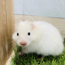 優しいカラーのふわふわハムスターがやって来ました！