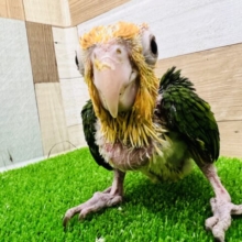 電撃‼︎シロハラインコの雛が入舎しましたー！