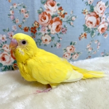 セキセイインコ  ルチノー  🐥💛  2/18