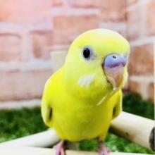 甘ったれ！セキセイちゃん　セキセイインコ　ルチノー　Ｒ５　２／１撮影