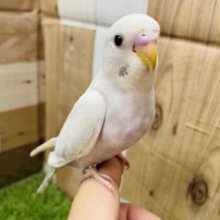 最新画像有り☆大人気！！美しいカラーのセキセイインコライラック☆