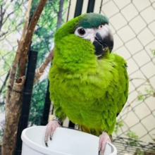 お話上手なコミちゃんです♡コミドリコンゴウインコ