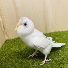 最新画像になりますよ！イチオシセキセイさん！！ご紹介です💓　セキセイインコ　ハルクイン