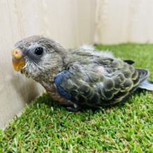 つ、ついにやってきました✨✨ きゅるんと可愛い！　アキクサインコ　ノーマル