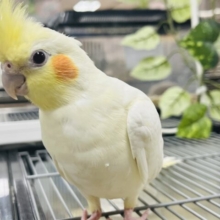 可愛い顔した好奇心旺盛オカメちゃん♬オカメインコ(ルチノー)