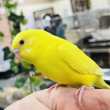 【最新画像更新🪄】鮮やかイエロー～～　セキセイインコ　ルチノー☆彡