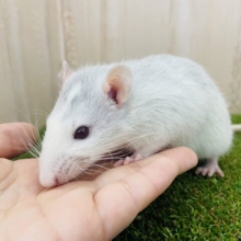 淡い色合いの赤目ラットちゃん‼️  ファンシーラット　ブルーライジング　男の子