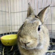最新画像有り☆マルっとした体つきの可愛いコ！ネザーランドドワーフのチェスナット！